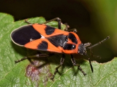 Tropidothorax leucopterus