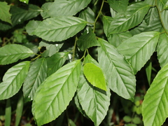 Maesa perlaria formosana