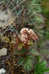 Astilbe macroflora
