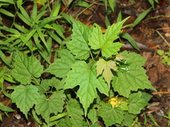 Ampelopsis glandulosa hancei