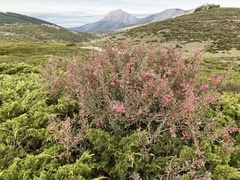 Berberis vulgaris