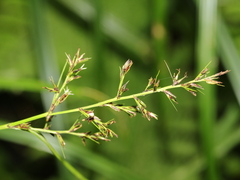 Scleria terrestris