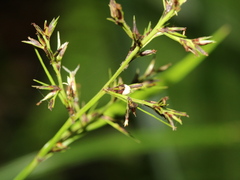 Scleria terrestris