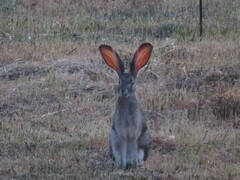 Lepus saxatilis