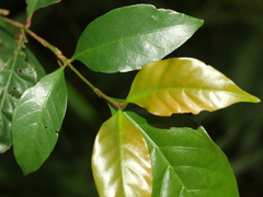 Aidia cochinchinensis