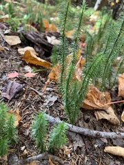 Lycopodiaceae