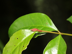 Aidia cochinchinensis