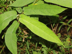Ficus erecta beecheyana