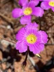 Calandrinia polyandra