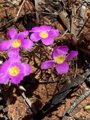 Calandrinia polyandra