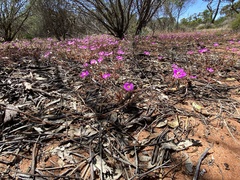 Calandrinia polyandra