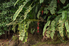 Heliconia pogonantha image