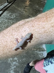 Hemidactylus frenatus