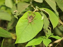 Cardiodactylus guttulus