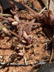 Calandrinia polyandra