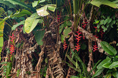 Heliconia pogonantha