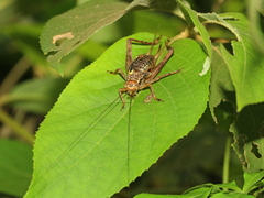 Cardiodactylus guttulus