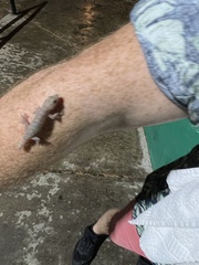 Hemidactylus frenatus