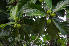 Artocarpus altilis