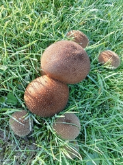 Lycoperdon nigrescens