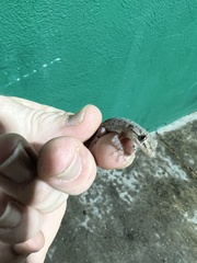 Hemidactylus frenatus