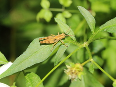 Xenocatantops brachycerus