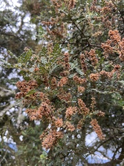 Weinmannia tomentosa