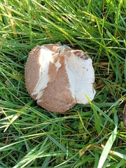 Lycoperdon nigrescens