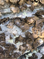 Lasallia pensylvanica