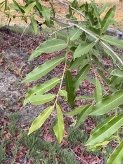 Diospyros mespiliformis
