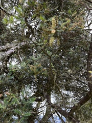 Weinmannia tomentosa