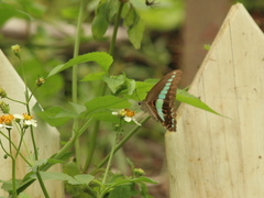 Graphium sarpedon connectens