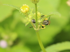 Sceliphron madraspatanum