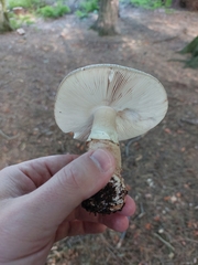 Amanita excelsa
