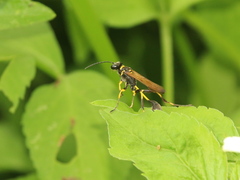 Sceliphron madraspatanum