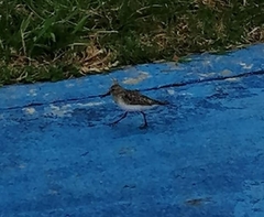 Charadriiformes