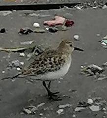 Charadriiformes