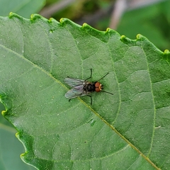 Hydrotaea