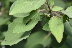 Odontomantis