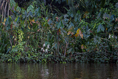 Crinum americanum