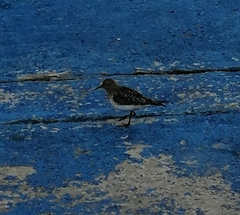 Charadriiformes