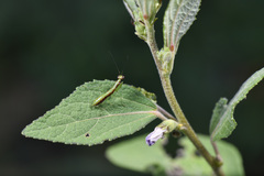 Odontomantis