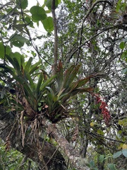 Tillandsia compacta