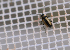 Calomicrus circumfusus