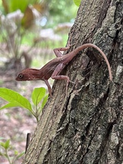 Anolis