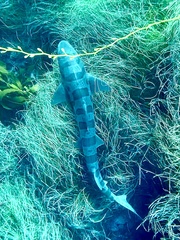 Triakis semifasciata