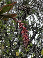 Tillandsia compacta