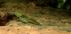 Basiliscus plumifrons