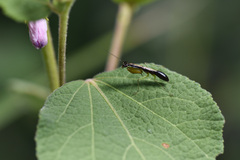 Odontomantis