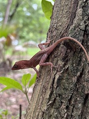 Anolis